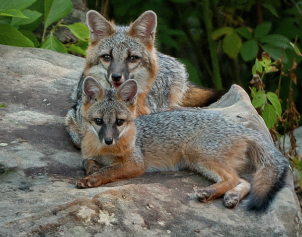Best Friends by Norman Peay Best Friends by Norman Peay